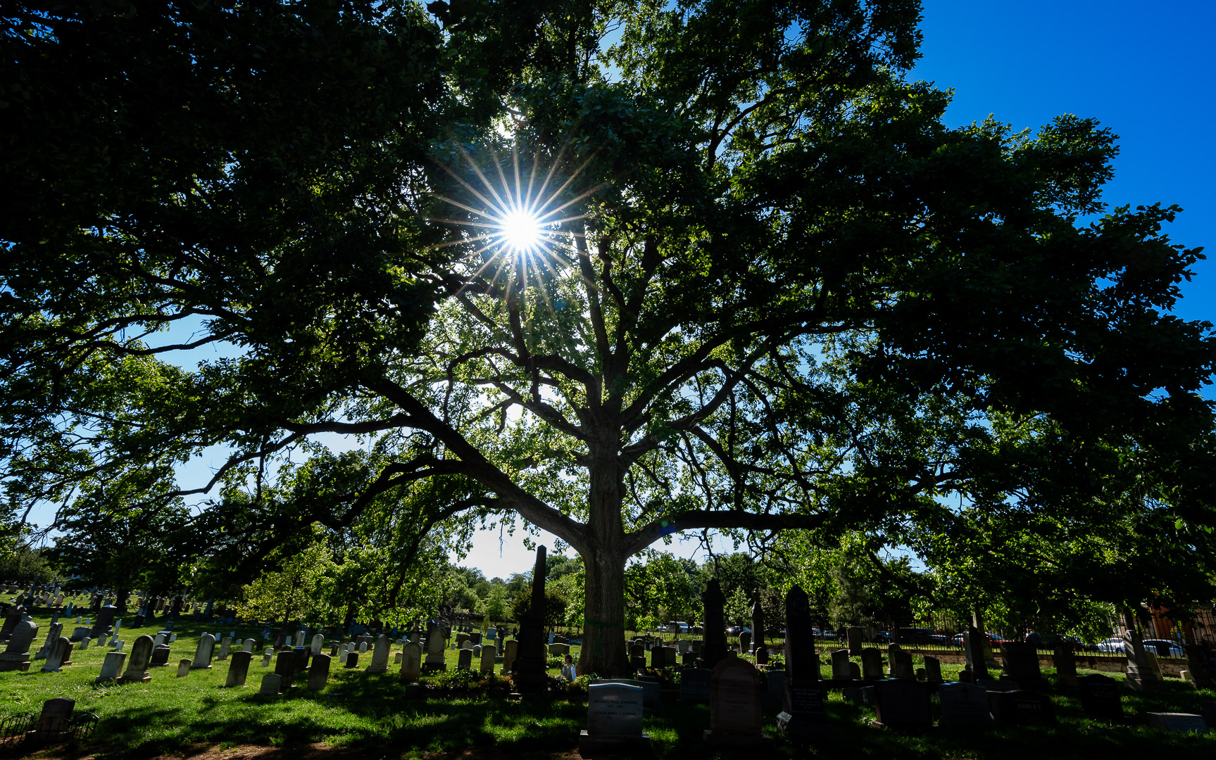 Congressional Cemetery is now a Level 1 Arboretum!